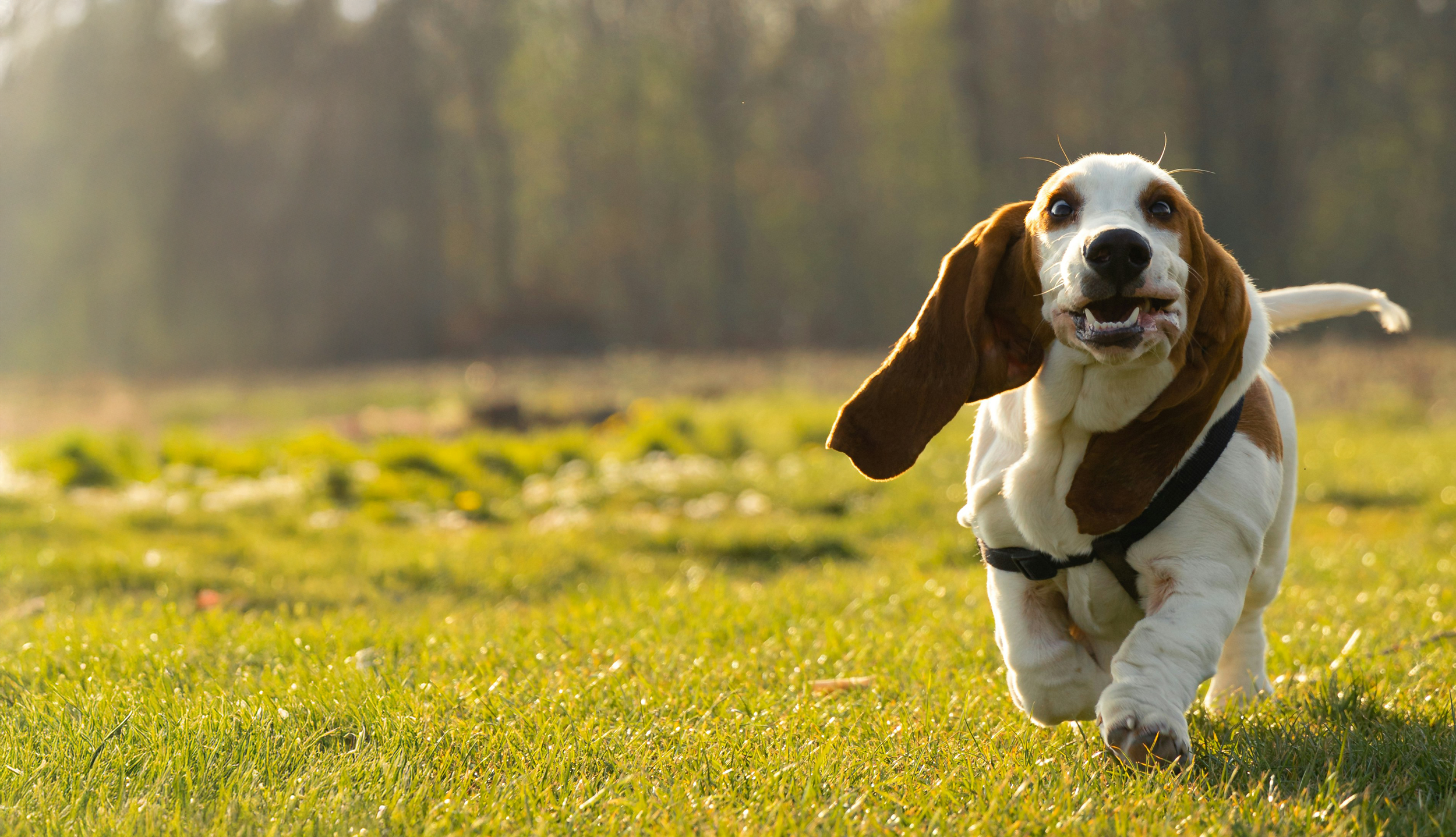 basset hound som springer