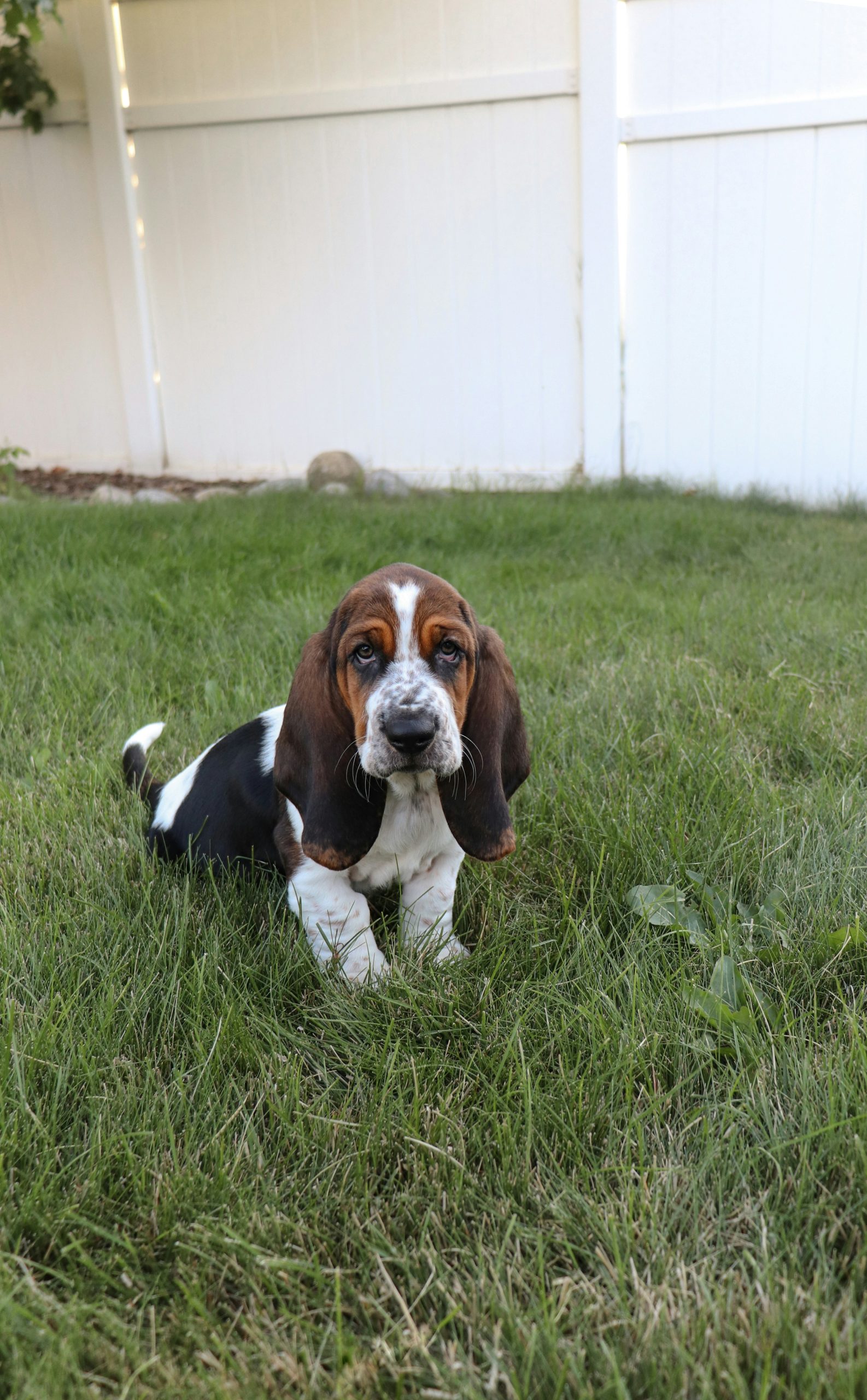 en basset hound